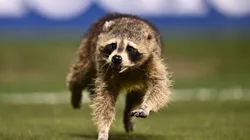 MLS: Raccoon runs rampant during Philadelphia Union - NYCFC