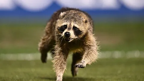MLS: Raccoon runs rampant during Philadelphia Union - NYCFC