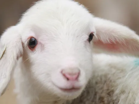 Why do we eat lamb on Easter?