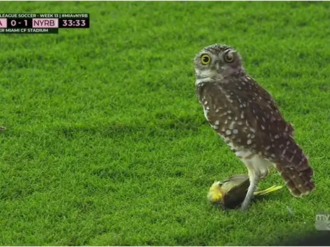 Owl steals the show in Inter Miami's game against the NY Red Bulls