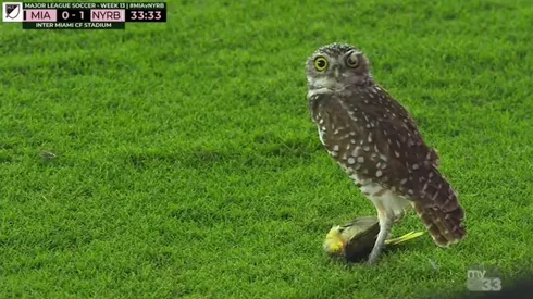 The Owl stole the show. (New York Red Bulls)