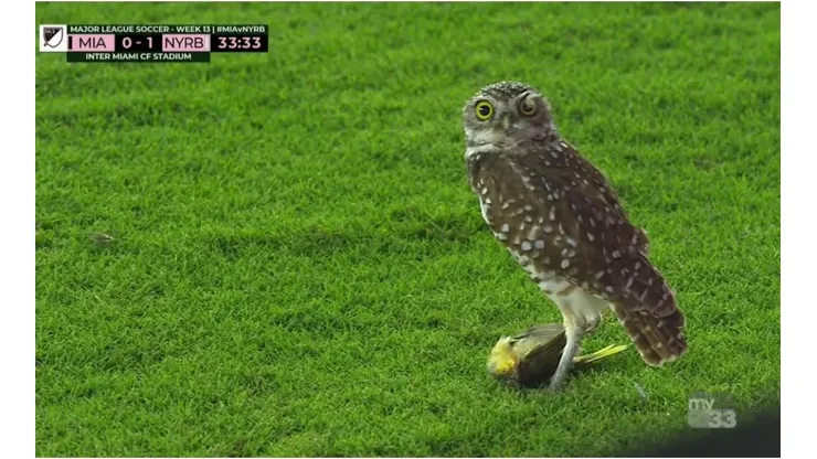 The Owl stole the show. (New York Red Bulls)