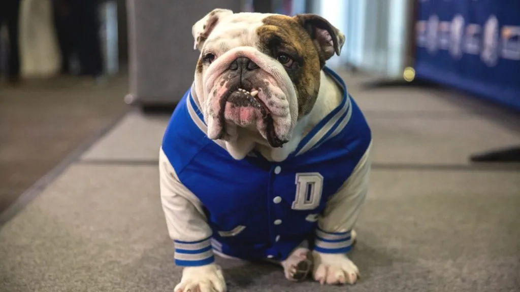 The mascot of the Drake Bulldogs (Source: @MVCMadness)