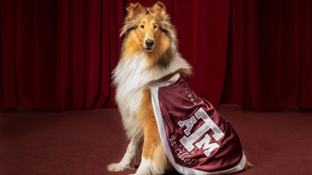 Reveille X, Texas A&M’s mascot (Source: @TAMU)
