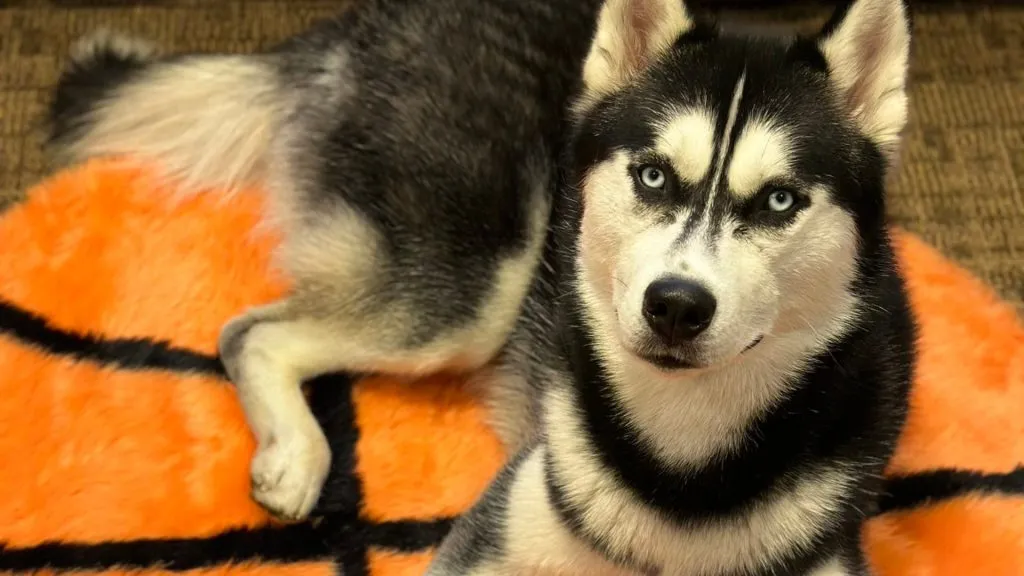 Jonathan (Source: @JonathanHusky_)