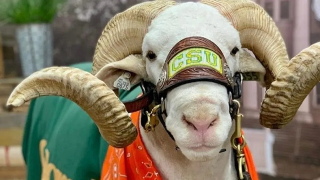Cam the Ram (Source: Colorado State University)
