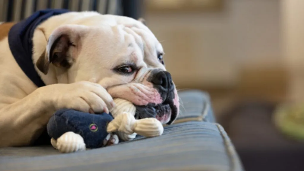 Handsome Dan (Source: Visitor Center – Yale)