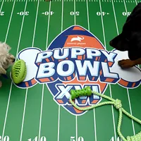 Puppy Bowl XXII: Schedule, air time, what to expect and how to watch the 2026 edition