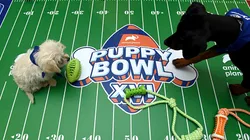 The Animal Planet Puppy Bowl break during the Discovery, Inc. TCA Winter Panel 2020.