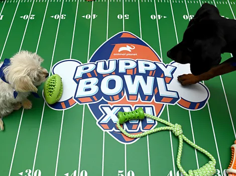 Puppy Bowl XXII: Schedule, air time, what to expect and how to watch the 2026 edition