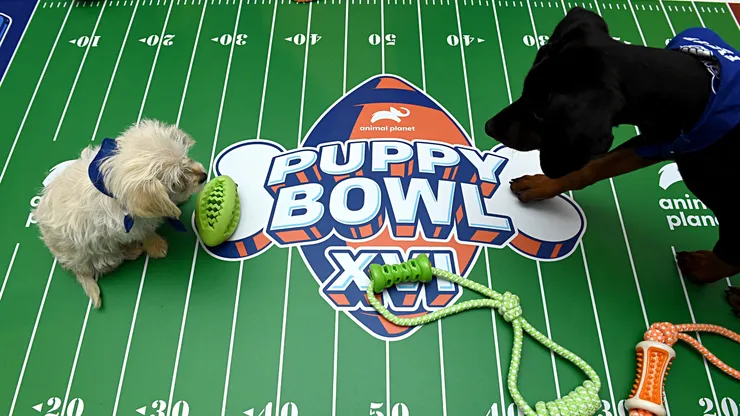 The Animal Planet Puppy Bowl break during the Discovery, Inc. TCA Winter Panel 2020.