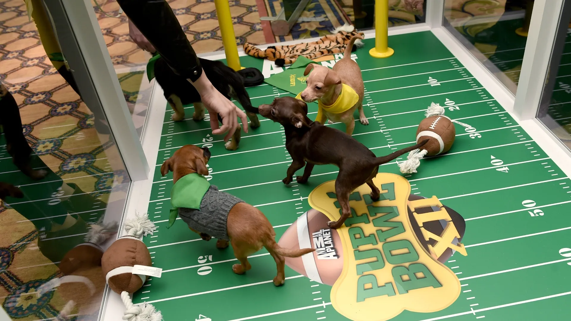 Attendees cuddle with puppies from a local rescue during the Puppy Bowl XII in 2016 (Source: Amanda Edwards/Getty Images for Discovery Communications)