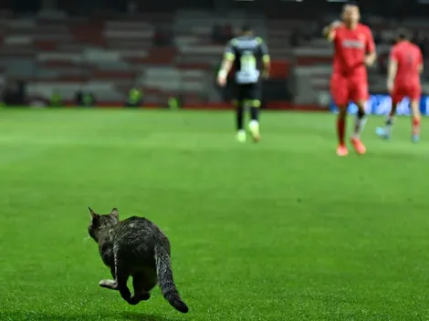 El gato de la mala suerte para Chivas en Toluca