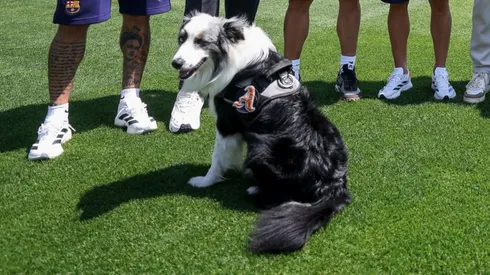 Azkaar, el perro de Amaury Vergara.
