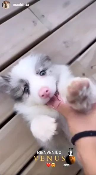 Venus al momento de llegar a la familia (IG Maxi Ditta)