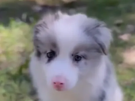 Conoce a Venus, el perro de Willer Ditta que fue un fenómeno viral