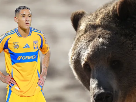 Surrealista: osos invaden la casa de Uriel Antuna en Monterrey