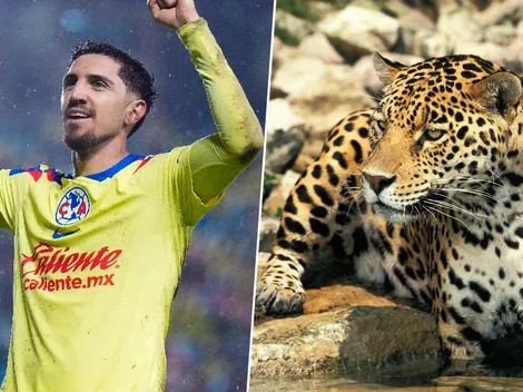 ¿América o Tigres? Jaguar se hace viral por predecir quién será el campeón