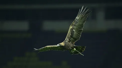 Celeste es la mascota oficial del Club América desde hace 24 años.
