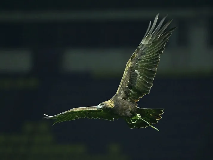 Las 6 cosas que no sabías sobre Celeste como mascota de América