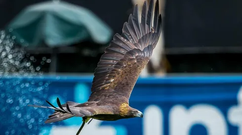 Presentan proyecto a favor de conservación del Águila Real