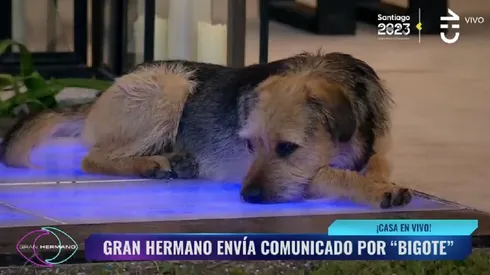 Bigotes, el perro de Gran Heramano Chile 2023.