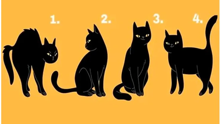 ¿Qué gato eliges? Descubre tus MAYORES CUALIDADES