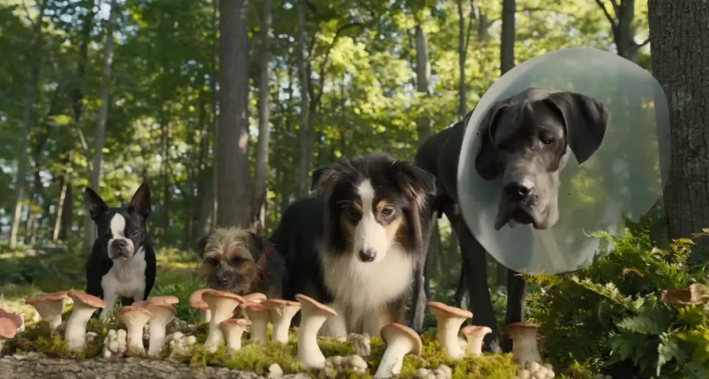 Imagen: @sensacinetrailers.