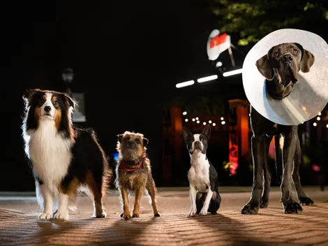 ¿Cuándo estrena Hijos de Perra, la película con Will Ferrell?