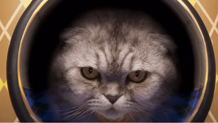 Chip, el gato de Claudia Schiffer que protagoniza Argylle.