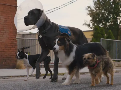 ¿Hijos de Perra ya está en cines? Lo que debes saber sobre la película con Will Ferrell