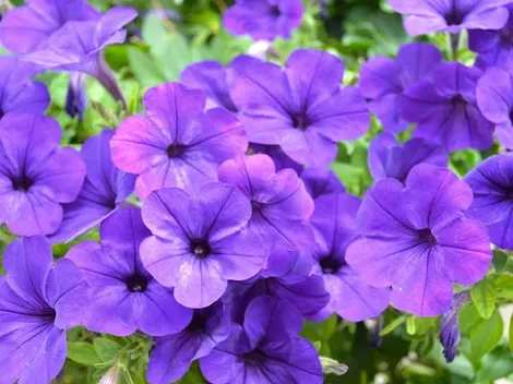 ¿Por qué se regalan flores moradas el 9 de octubre del 2023 y cuál es su significado?