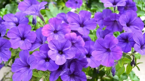El 9 de octubre se regalan flores moradas.