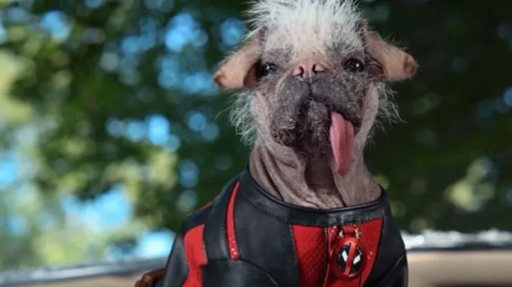 Conoce todo sobre el personaje Dogpool.