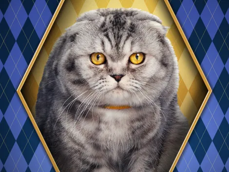 Argylle: Quién es realmente el gato Alfie y por qué es famoso