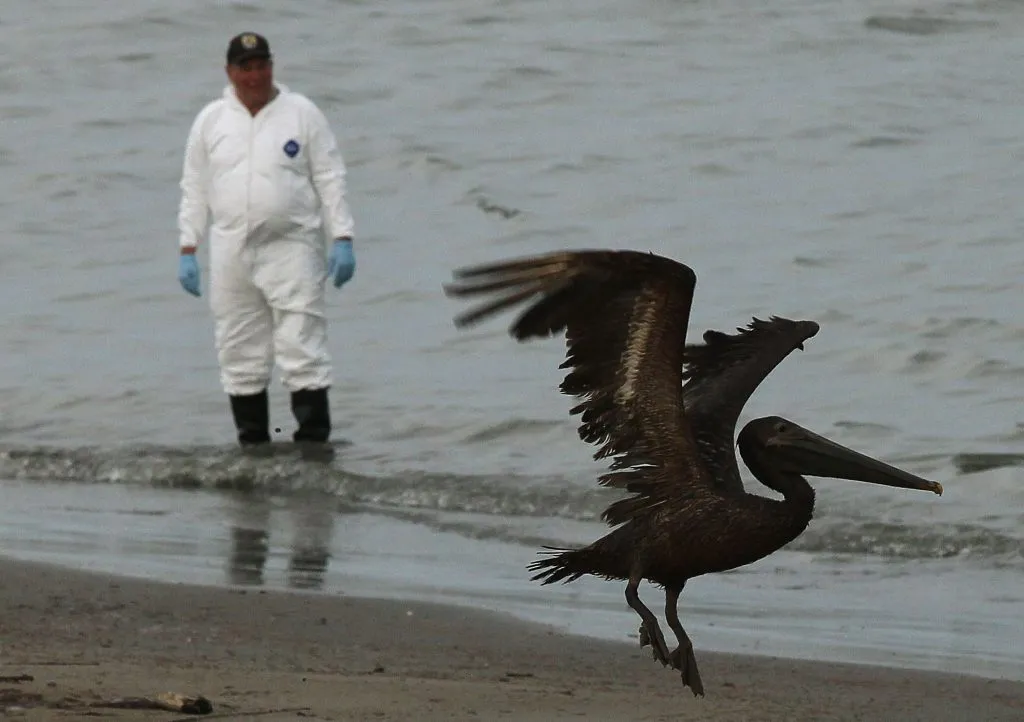El desastre petrolero causado por la plataforma de BP, dejó daños incalculables al medio ambiente. Imagen: Getty Images.