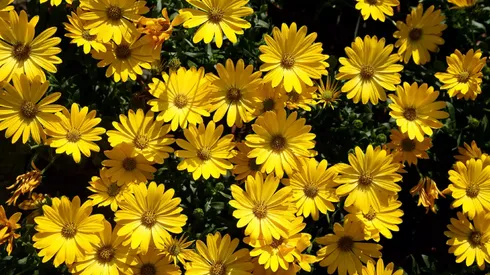 El 21 de marzo se regalan Flores Amarillas.