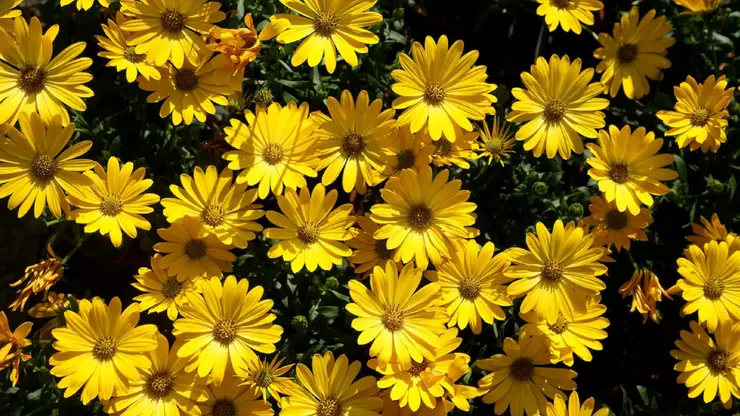 El 21 de marzo se regalan Flores Amarillas.
