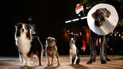 La película se volvió furor a tres días de su lanzamiento.