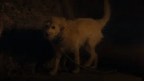 La escena de un perrito pateado en la segunda temporada de ‘House of the Dragon’ ha enojado a muchos