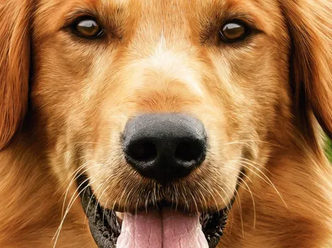 ¿‘La Razón de Estar Contigo: Un nuevo viaje’ de Netflix fue señalada por maltrato animal?