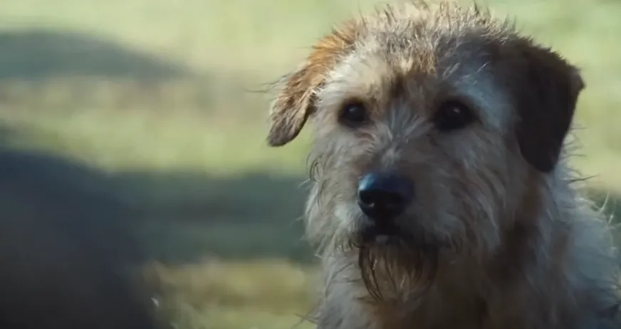 Arthur se roba la pantalla en esta cinta protagonizada por Mark Wahlberg. Imagen: @CineMovsTerror.