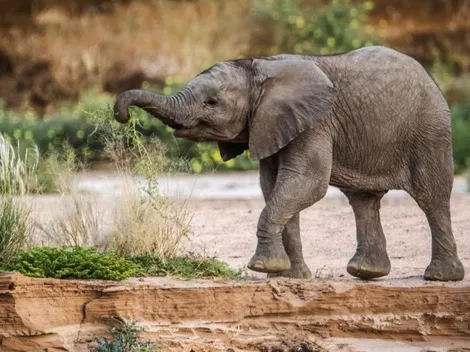 Todos los estrenos de Disney+ por el Día de la Tierra