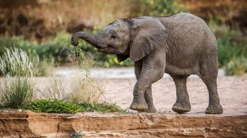 Secretos de elefantes, la serie original de National Geographic.