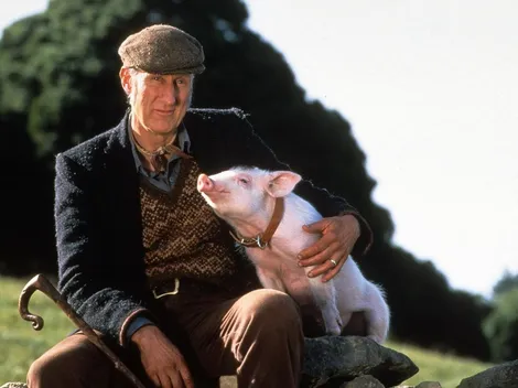 El protagonista de Babe rescató un cerdo