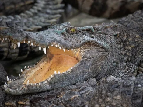 Después de Cocaine Bear llega el ataque del Meth Gator