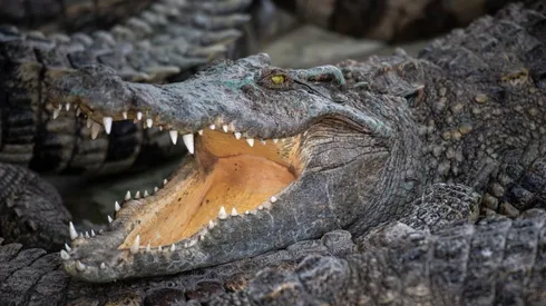 Un cocodrilo en su hábitat