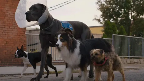 Cuándo se estrena la película Hijos de Perra en México y Latinoamérica.