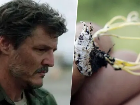 El hongo Cordyceps de The Last of Us: ¿es una amenaza real?