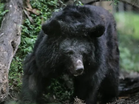 El póster de Cocaine Bear la imperdible película sobre un oso drogado